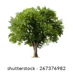 Apple tree isolated on a white...
