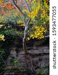 Small photo of An colorful autumnal voluble tree on cliffs