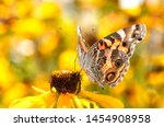 American Painted Lady Butterfly ...