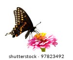 Eastern Black Swallowtail...