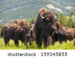Herd of American Bison (Bison Bison) or Buffalo