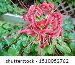 stock-photo-a-very-large-hot-pink-striped-spider-lily-1510052762.jpg