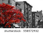 Red Fall Tree In Black And...