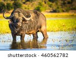 African Buffalo Or Cape Buffalo ...