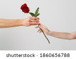 Two hands with red rose isolated over white background