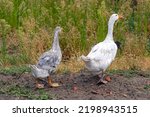 Pair of Geese Birds Free Range at Farm