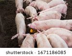 Domestic Pigs. Pigs On A Farm...