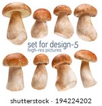 Small photo of Ceps - gustable edulis isolated on white background with set for design