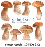 Small photo of Set of mushrooms - gustable edulis isolated on white background with set for design