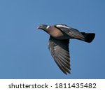 Common Wood Pigeon  Columba...