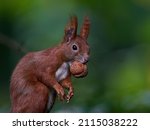 Eurasian Red Squirrel In Its...