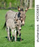 Donkey  Equus Africanus Asinus  ...
