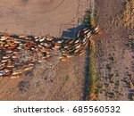 Aerial view of Outback Cattle mustering featuring herd of livestock cows and bulls in drought and dusty area. Ready for auction and cattle yards. Complete with sheep dogs and cowboy farmers.