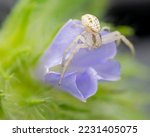 White Crab Spider Perched A...