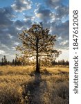 Small photo of A pine tree backlit during sunrise at Turnbull Wildlife Refuge in Cheney, Washington.