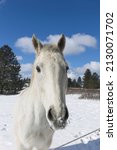 Small photo of A close up portrait of a beautiful white horse near Cheney, Washington.