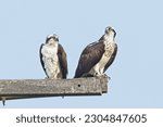 Small photo of Two osprey are perched on wooden posts off a pole are searching for food near Sprague, Washington.