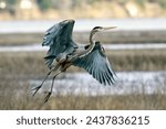 A great blue heron takes off...