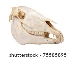 Cutout Skull Of Domestic Horse...