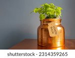 Lemon balm plant labelled on card tag growing in gilded copper planter. Grow your own concept