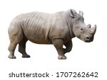 White rhinoceros isolated on...