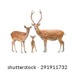 beautiful sika deer family  isolated on white background