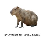 Capybara   Hydrochoerus...