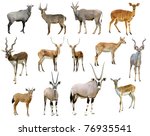 Antelope Collection Isolated On ...