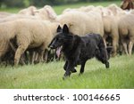 Black Sheepdog With A Lot Sheep ...