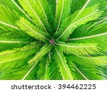 Green Sago Palm Leaves Pattern  ...