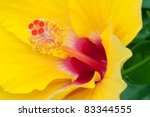 Closeup Of Yellow Hibiscus