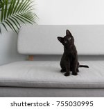 Black Small Kitten Sitting On...