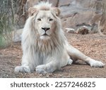 White African lion lying around at wildlife park. White lions are a naturally occurring color variation and this male has amazing eyes and is staring at camera.