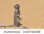 Suricata suricatta, meerkat lookout for predators