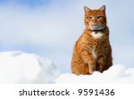 Yellow Tabby Sitting In Snow...