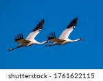 A Pair Of Whooping Cranes In Flight Against A Vivid Blue Sky Background