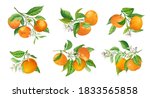 mandarin branches vector... | Shutterstock .eps vector #1833565858