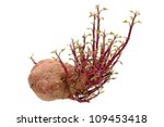 Germinated Pink Potato Isolated ...