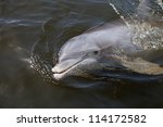 A Wild Florida Dolphin Swimming ...