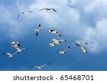 A Flock Of Caribbean Seagulls...