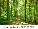 Forest Trees. Nature Green Wood ...