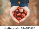 Autumn time. Handful of conkers with slight added vignette