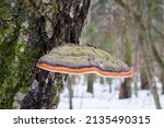 Fomitopsis Pinicola  Is A Stem...