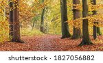 Small photo of Hiking trail through a temperate, deciduous forest with beeches in autumn foliage in Grosshansdorf, Schleswig-Holstein, Germany. Autumn landscape.