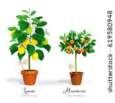 citrus trees in the pots and... | Shutterstock .eps vector #619580948