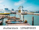 Beautiful view of historic Pier 39 with famous sea lions in summer, Fisherman's Wharf district, central San Francisco, California, USA