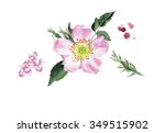 Illustrated Watercolor Dog Rose ...