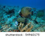 Two French Angel Fish On Coral...