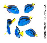 Reef Fish  Blue Tang