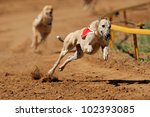 Greyhound at full speed during a race